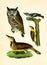 Antique Illustration of Colourful Birds of America