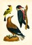 Antique Illustration of Colourful Birds of America