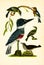 Antique Illustration of Colourful Birds of America