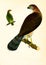 Antique Illustration of Colourful Birds of America