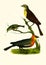 Antique Illustration of Colourful Birds of America