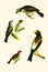 Antique Illustration of Colourful Birds of America