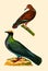 Antique Illustration of Colourful Birds of America