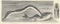 Antique illustration of the European river lamprey. Vintage illustration of the European river lamprey. Antique picture
