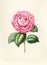 Antique illustration of Garden rose
