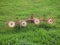 Antique Irrigation Equipment in Green Field, Greece