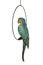 Antique life size pottery parrot macaw
