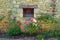 Antique medieval yellow stone house & roses