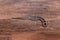 Antique miniature metal saw on a hardwood workbench - center