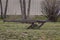 Antique Old Farm Plow