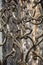 Antique ornamental fence