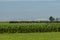 Antique Passenger Train Steaming Along Countryside Passing Field of Corn on a Sunny Day