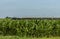 Antique Passenger Train Steaming Along Countryside Passing Field of Corn on a Sunny Day