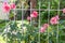Antique pink roses behind white railings