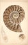 Antique print of a ammonite fossil in cross section, lithograph style. Generative AI