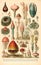 Antique print of a collection of strange fictional fungi, lithograph style. Generative AI