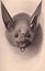 Antique print of a fictional vampire bat, lithograph style. Generative AI