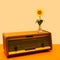 An antique radio with lovely sunflower in simple transparent glass vase on it. Minimal retro arrangement against beige and