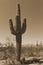 Antique Sepia Saguaro Cactus