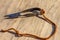 Antique sheep wool shears scissors on a wooden background