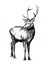 Antique stag art drawing handmade nature