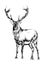 Antique stag art drawing handmade nature