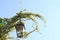 Antique street-lamp overgrown with wisteria tendrils against blue sky