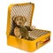 Antique Teddy bear sitting in a yellow suitcase wants to travel