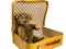 Antique Teddy bear sitting in a yellow suitcase wants to travel