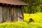Antique tool shed in yellow flowers