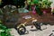 Antique tricycle in garden