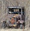 Antique truck discarded in the weeds