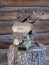 Antique vise and huge vintage open padlock at gigant log on the