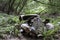 Antique wrecked car in forest