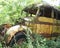 Antique Yellow School Bus Abandoned in Forest