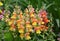 Antirrhinum blooms in the garden