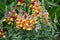 Antirrhinum blooms in the garden