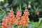 Antirrhinum blooms in the garden