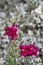 Antirrhinum flowers against a variagated leaved shrub