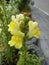 Antirrhinum is a genus of plants commonly known as dragon flowers or snapdragons.