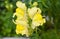 Antirrhinum is a genus of plants commonly known as dragon flowers or snapdragons because of the flowers` fancied resemblance to