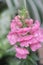 The Antirrhinum majus