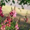 Antirrhinum majus, common snapdragon in bloom