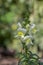 Antirrhinum majus flowers, common snapdragon in bloom, white yellow flowering plant