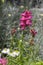 Antirrhinum majus ornamental flowerin plat, common snapdragon in bloom with buds, pink purple color, green leaves