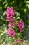 Antirrhinum majus ornamental flowerin plat, common snapdragon in bloom with buds, pink purple color, green leaves