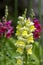 Antirrhinum majus ornamental flowerin plat, common snapdragon in bloom with buds, yellow orange and pink colors, green leaves