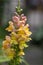 Antirrhinum majus ornamental flowerin plat, common snapdragon in bloom with buds, yellow orange and pink colors, green leaves