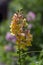 Antirrhinum majus ornamental flowerin plat, common snapdragon in bloom with buds, yellow orange and pink colors, green leaves