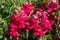 Antirrhinum majus `Ruby`